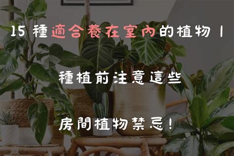 房間可以放花嗎|15 種適合養在室內的植物｜種植前注意這些房間植物 